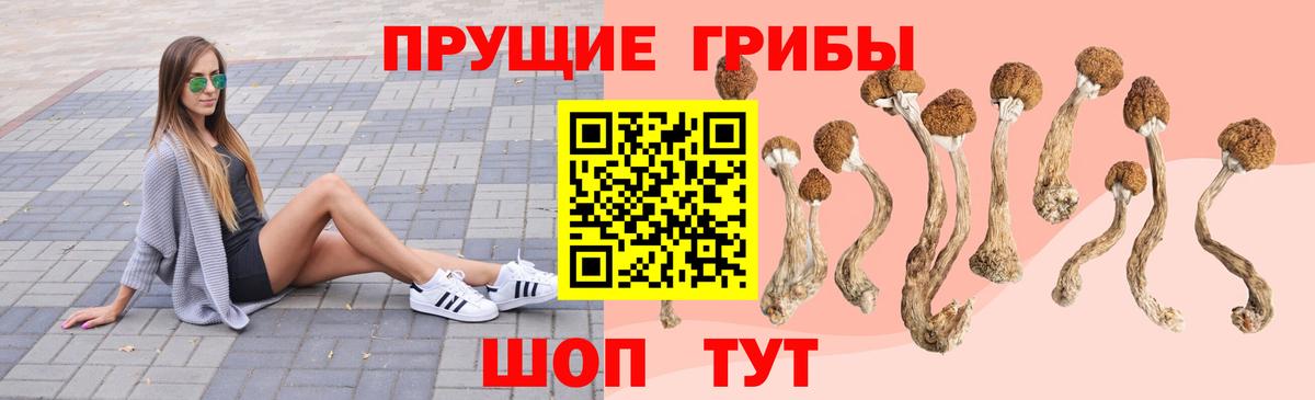 Елец  Псилоцибиновые грибы Psilocybe  Вход с VPN 